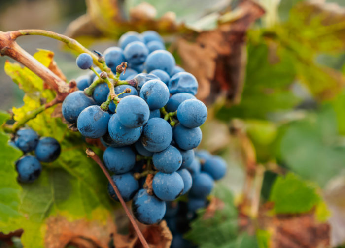 malbec wine grapes
